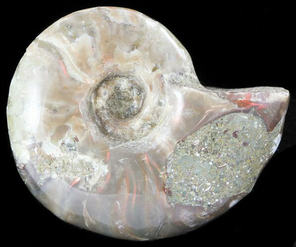 Flashy Red Iridescent Ammonite - Wide #45791